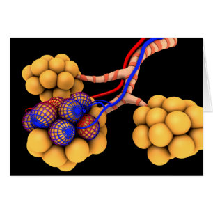 Konzeptionelles Bild von Alveoli 4