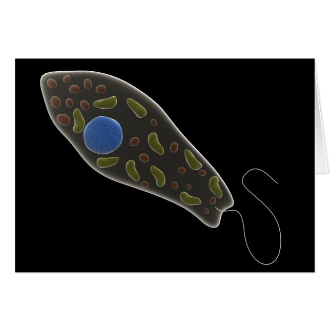 Konzeptionelles Bild von Euglena 1 (Vorderseite (Horizontal))