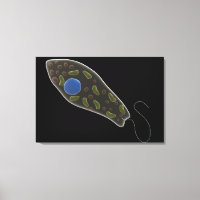 Konzeptionelles Bild von Euglena 1