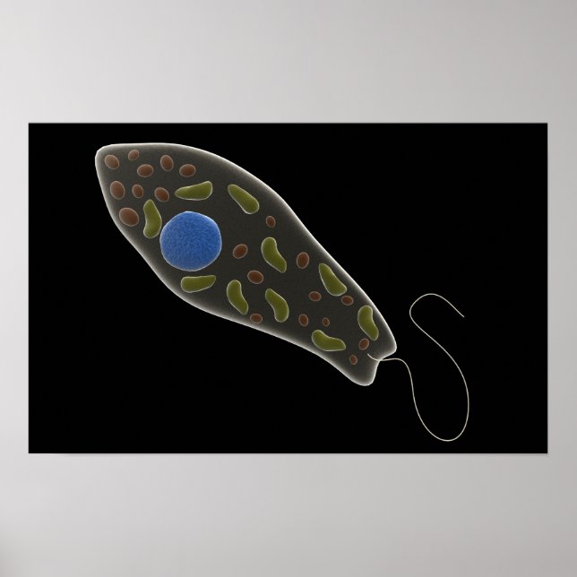 Konzeptionelles Bild von Euglena 1 Poster (Vorne)