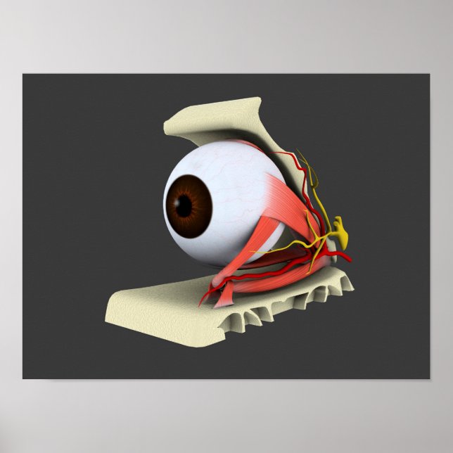 Konzeptuelles Bild der Anatomie des menschlichen A Poster (Vorne)