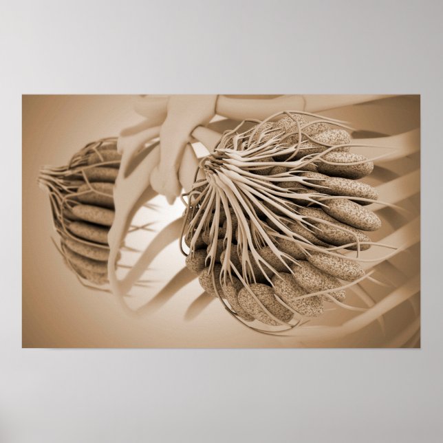 Konzeptuelles Bild der Brustanatomie bei Frauen 5 Poster (Vorne)