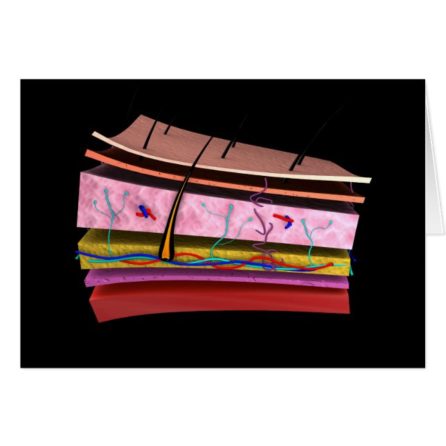 Konzeptuelles Bild der Ebenen der menschlichen Hau (Vorderseite (Horizontal))