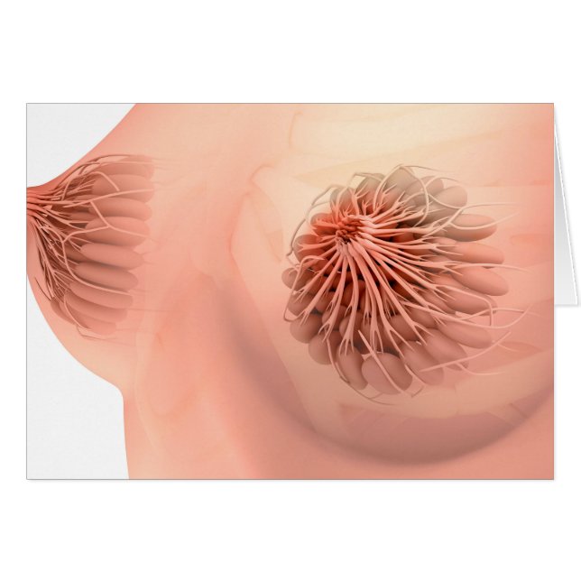 Konzeptuelles Bild der weiblichen Brustanatomie 6 (Vorderseite (Horizontal))