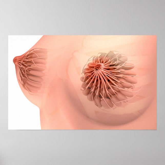 Konzeptuelles Bild der weiblichen Brustanatomie 6 Poster (Vorne)