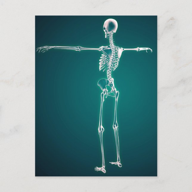 Konzeptuelles Bild des menschlichen Skelettsystems Postkarte (Vorderseite)