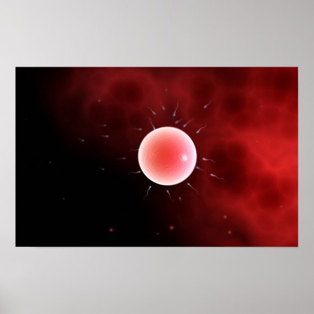Konzeptuelles Bild einer gemeinsamen Befruchtung Poster (Vorne)