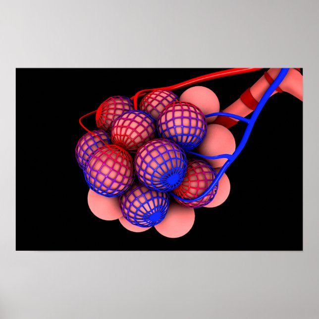 Konzeptuelles Bild von Alveoli 1 Poster (Vorne)