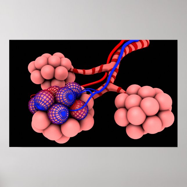 Konzeptuelles Bild von Alveoli 2 Poster (Vorne)