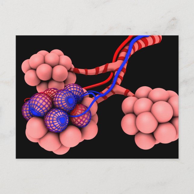 Konzeptuelles Bild von Alveoli 2 Postkarte (Vorderseite)