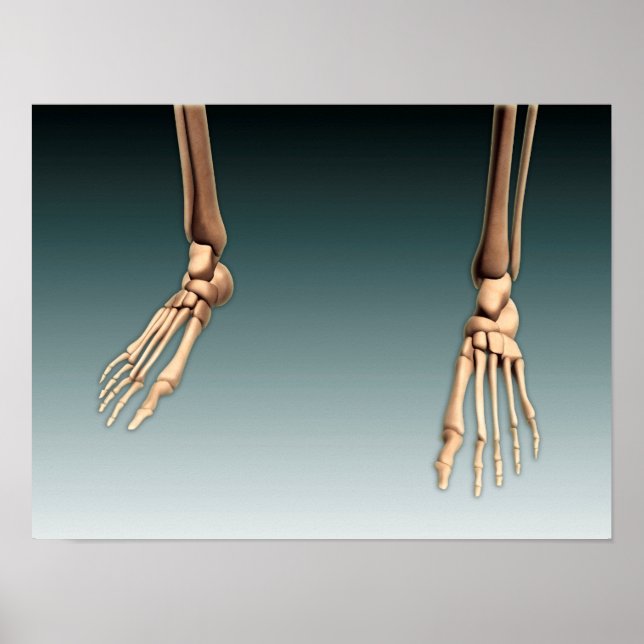 Konzeptuelles Bild von Knochen in menschlichen Bei Poster (Vorne)