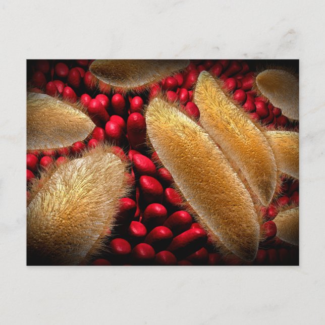 Konzeptuelles Bild von Paramecium 1 Postkarte (Vorderseite)