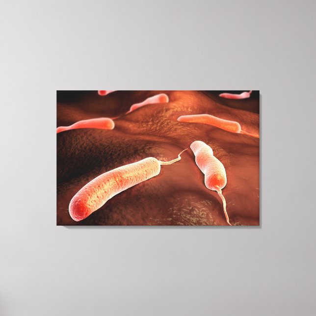 Konzeptuelles Bild von Vibrio Cholerae 1 Leinwanddruck (Vorderseite)