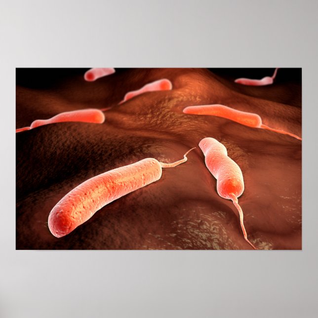 Konzeptuelles Bild von Vibrio Cholerae 1 Poster (Vorne)