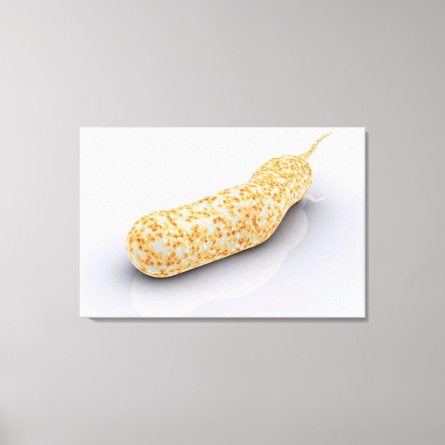 Konzeptuelles Bild von Vibrio Cholerae 3 Leinwanddruck (Vorderseite)