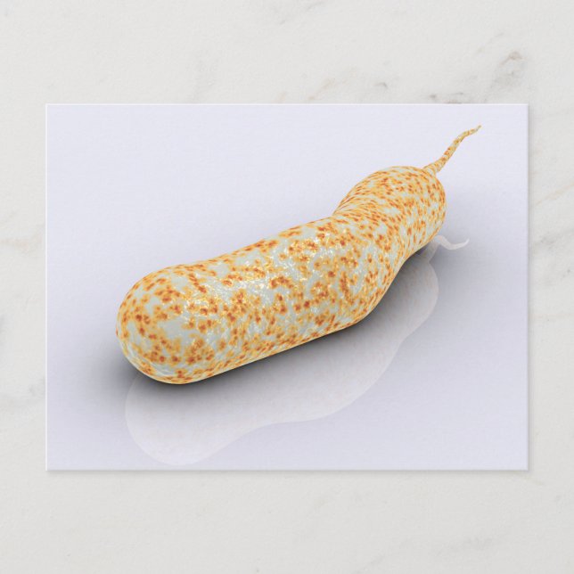 Konzeptuelles Bild von Vibrio Cholerae 3 Postkarte (Vorderseite)