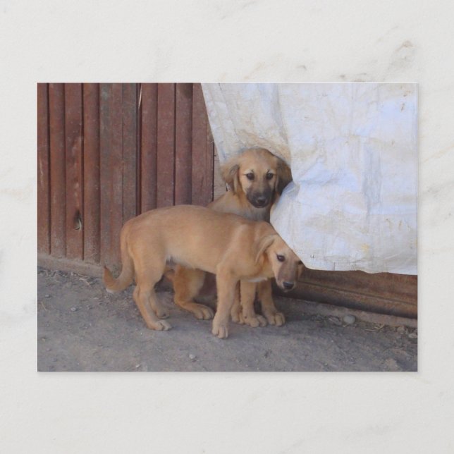 Koochee Pups Postcard Postkarte (Vorderseite)