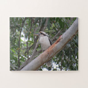 Kookaburra
