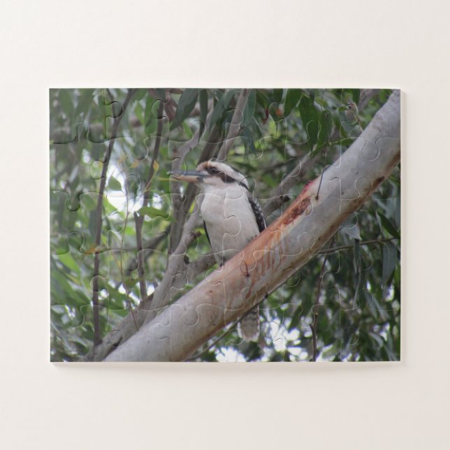 Kookaburra (Horizontal)
