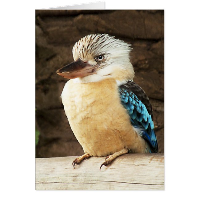 Kookaburra (Vorne)