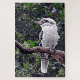 Kookaburra