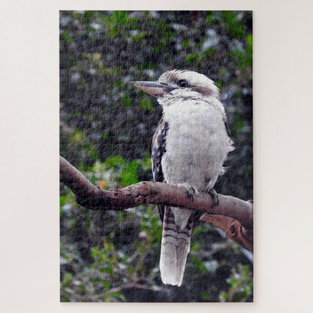 Kookaburra (Vertikal)