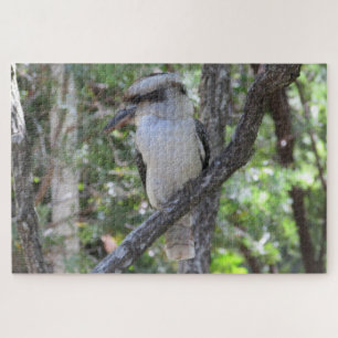Kookaburra