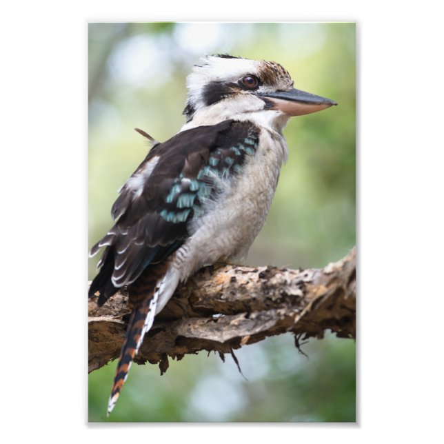 Kookaburra auf der Insel Fraser Fotodruck (Vorne)