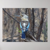 Kookaburra Bird