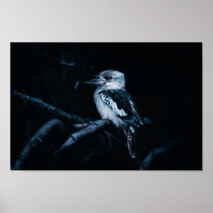 Kookaburra Bird Poster