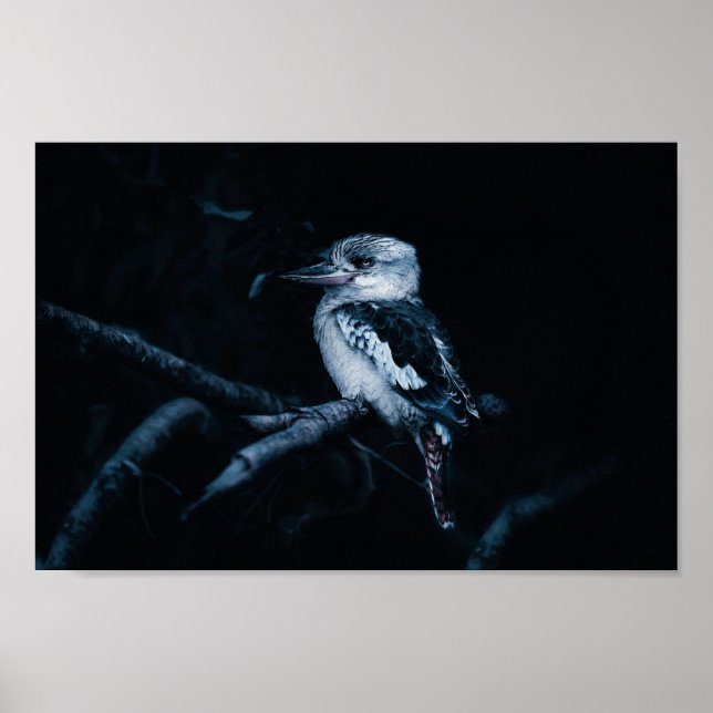 Kookaburra Bird Poster (Vorne)