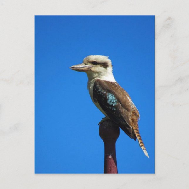 Kookaburra BLUE Postkarte (Vorderseite)