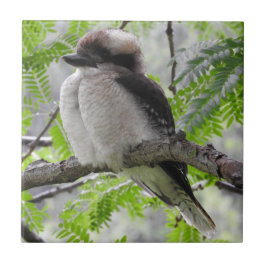 Kookaburra Fliese