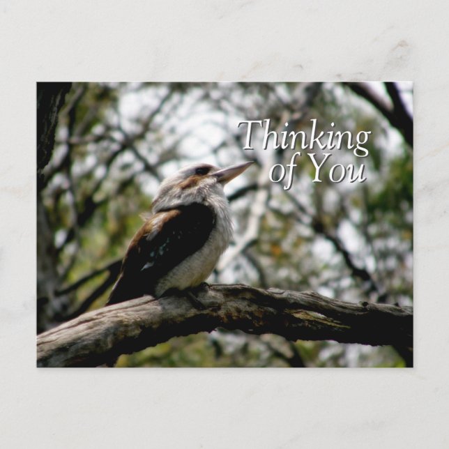 Kookaburra Gedanken Postkarte (Vorderseite)