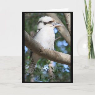 Kookaburra Grüße aus Australien Grußkarte Karte