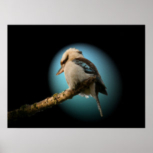 Kookaburra im Scheinwerfer Poster