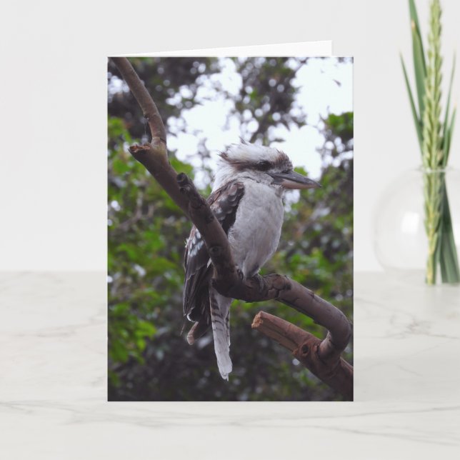 Kookaburra Karte (Vorderseite)