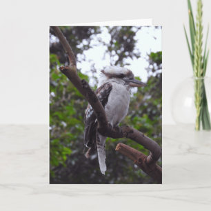 Kookaburra Karte