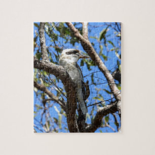 KOOKABURRA LÄNDLICHES QUEENSLAND AUSTRALIEN