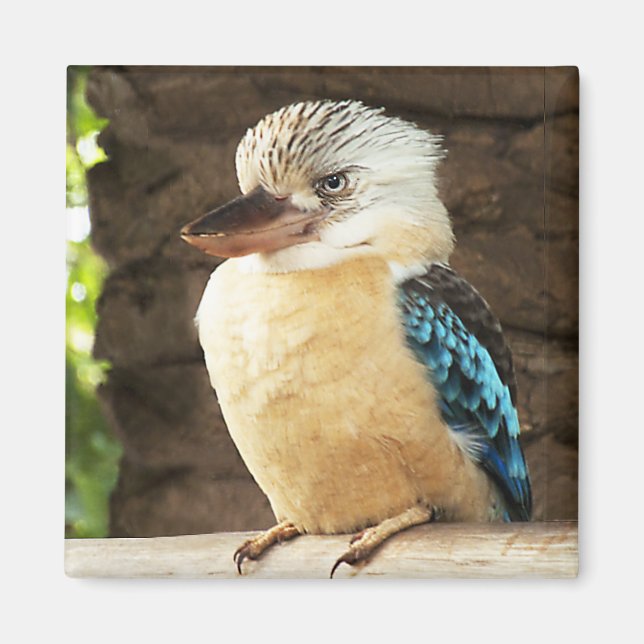 Kookaburra Magnet (Vorne)