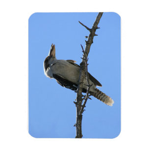 Kookaburra Magnet