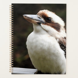 Kookaburra Planer