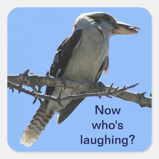 Kookaburra.png Quadratischer Aufkleber (Vorderseite)