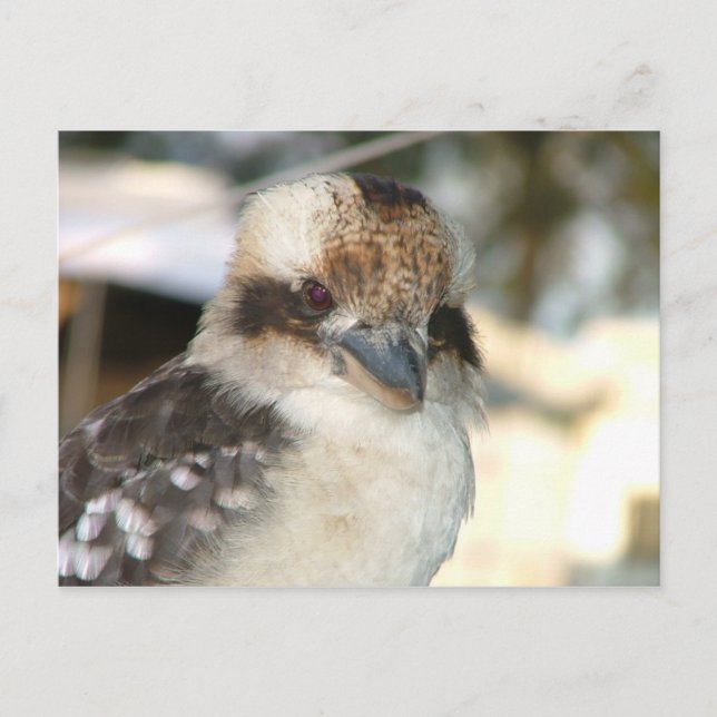 Kookaburra Postcard Postkarte (Vorderseite)