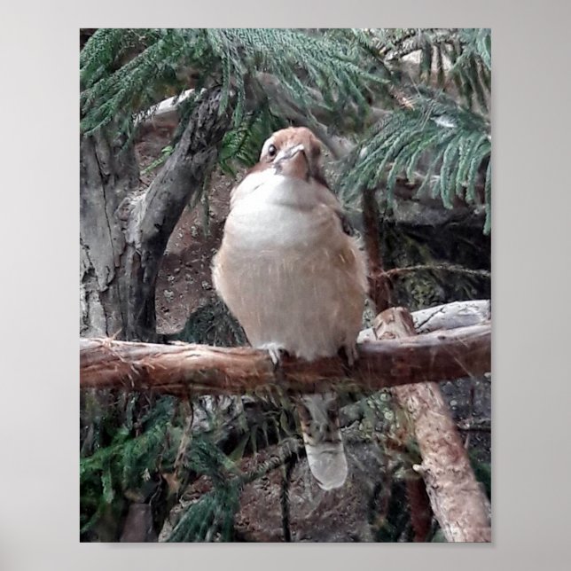 Kookaburra Poster (Vorne)