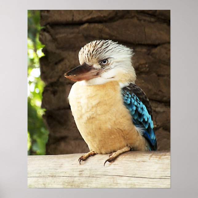 Kookaburra Poster (Vorne)