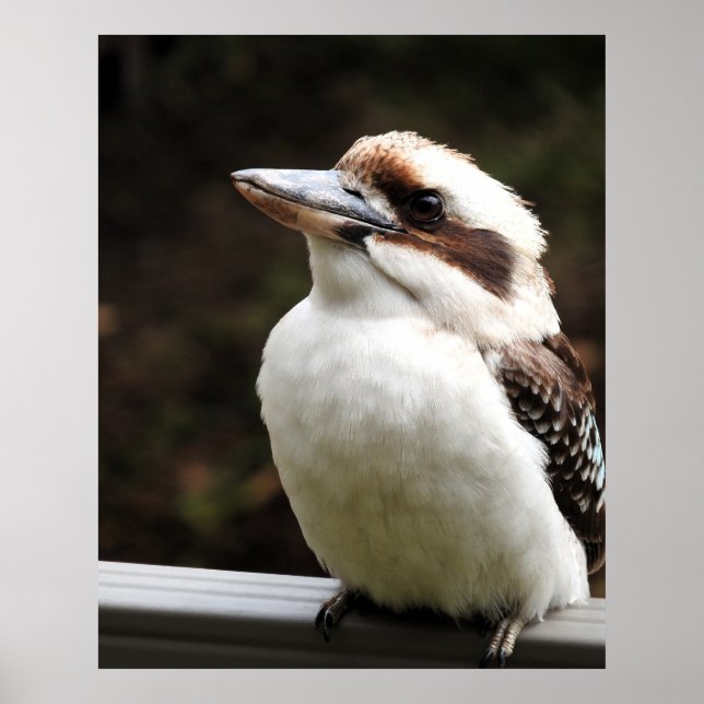 Kookaburra Poster (Vorne)