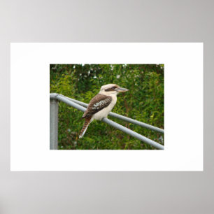 Kookaburra Poster