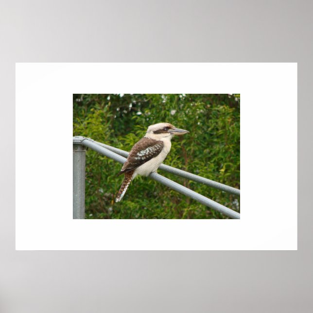 Kookaburra Poster (Vorne)