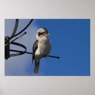 Kookaburra Poster